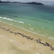 Stranded whales on Stewart Island, New Zealand